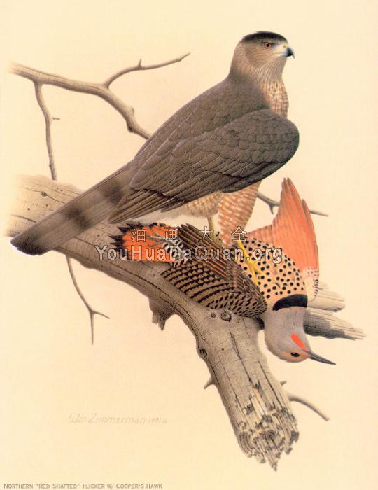 Northern Red shafted Flicker - 威廉·齐默曼